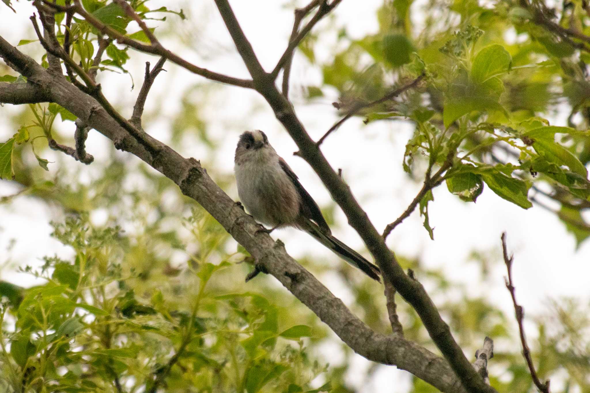 Long-tailed Tit