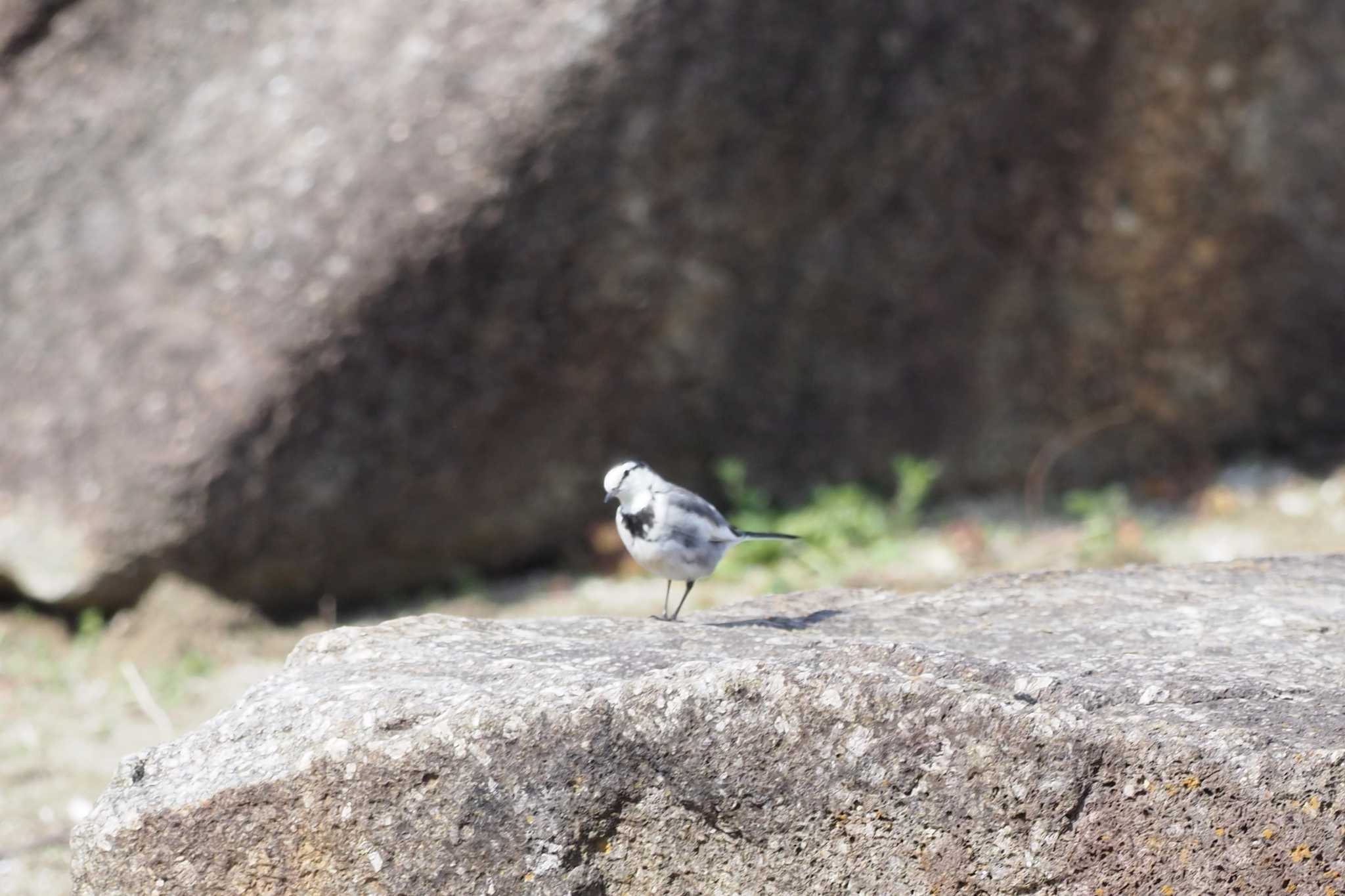 Photo of White Wagtail at Kasai Rinkai Park by ぴっぴ