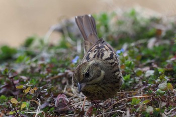 Masked Bunting Kasai Rinkai Park Sun, 3/5/2017