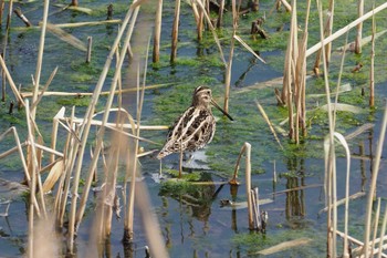 タシギ 葛西臨海公園 2017年3月5日(日)