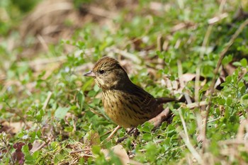 アオジ 葛西臨海公園 2017年3月5日(日)