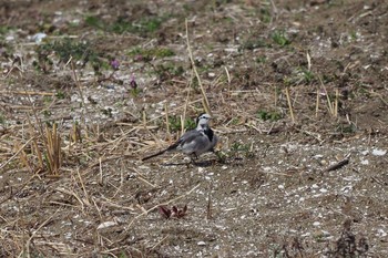 White Wagtail Kasai Rinkai Park Sun, 3/5/2017