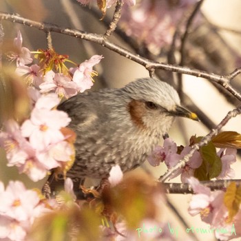 ヒヨドリ 青葉公園(千歳市) 2021年5月9日(日)