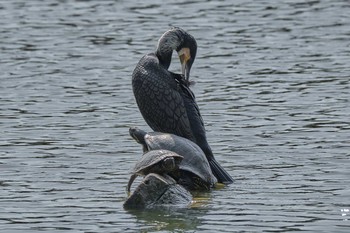 カワウ 長居公園植物園 2021年3月24日(水)