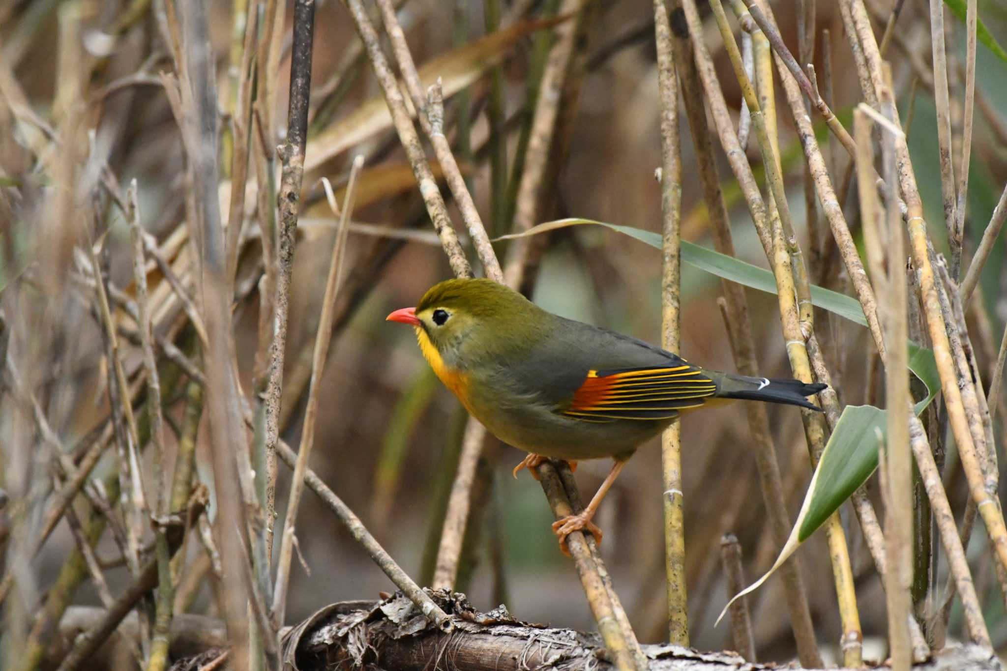 Red-billed Leiothrix