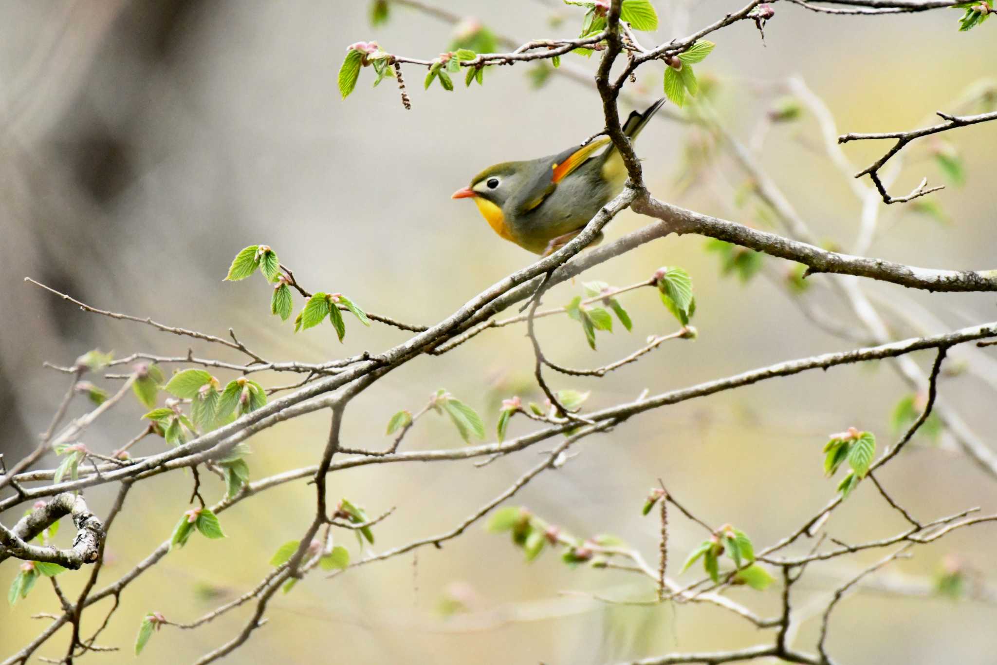 Red-billed Leiothrix