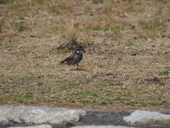 White-cheeked Starling Kasai Rinkai Park Sun, 3/5/2017