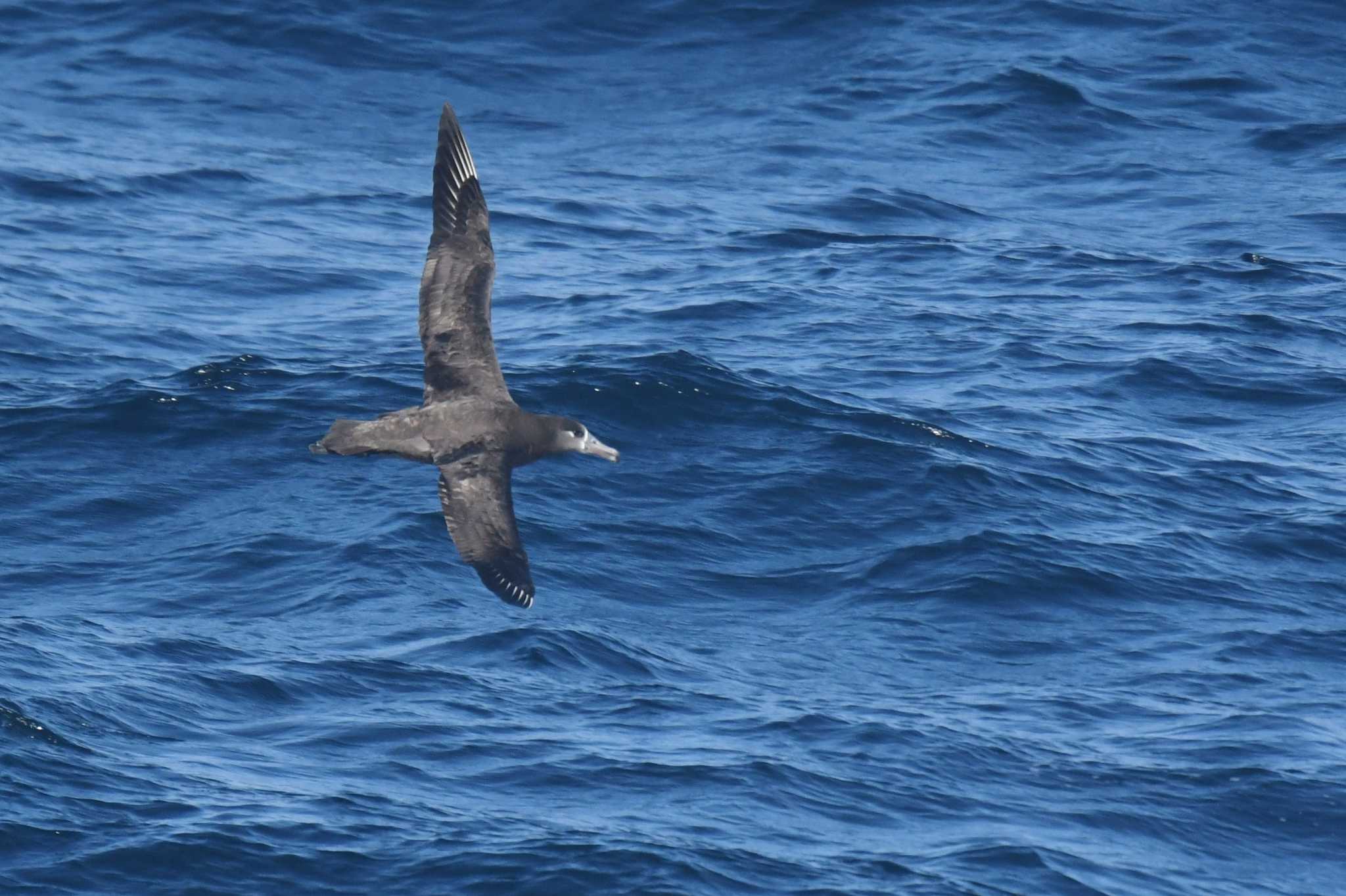 Black-footed Albatross