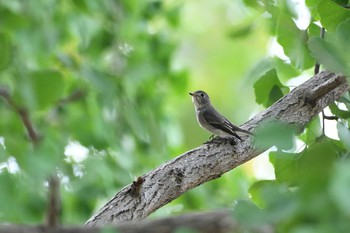 Asian Brown Flycatcher Osaka castle park Sat, 9/26/2020