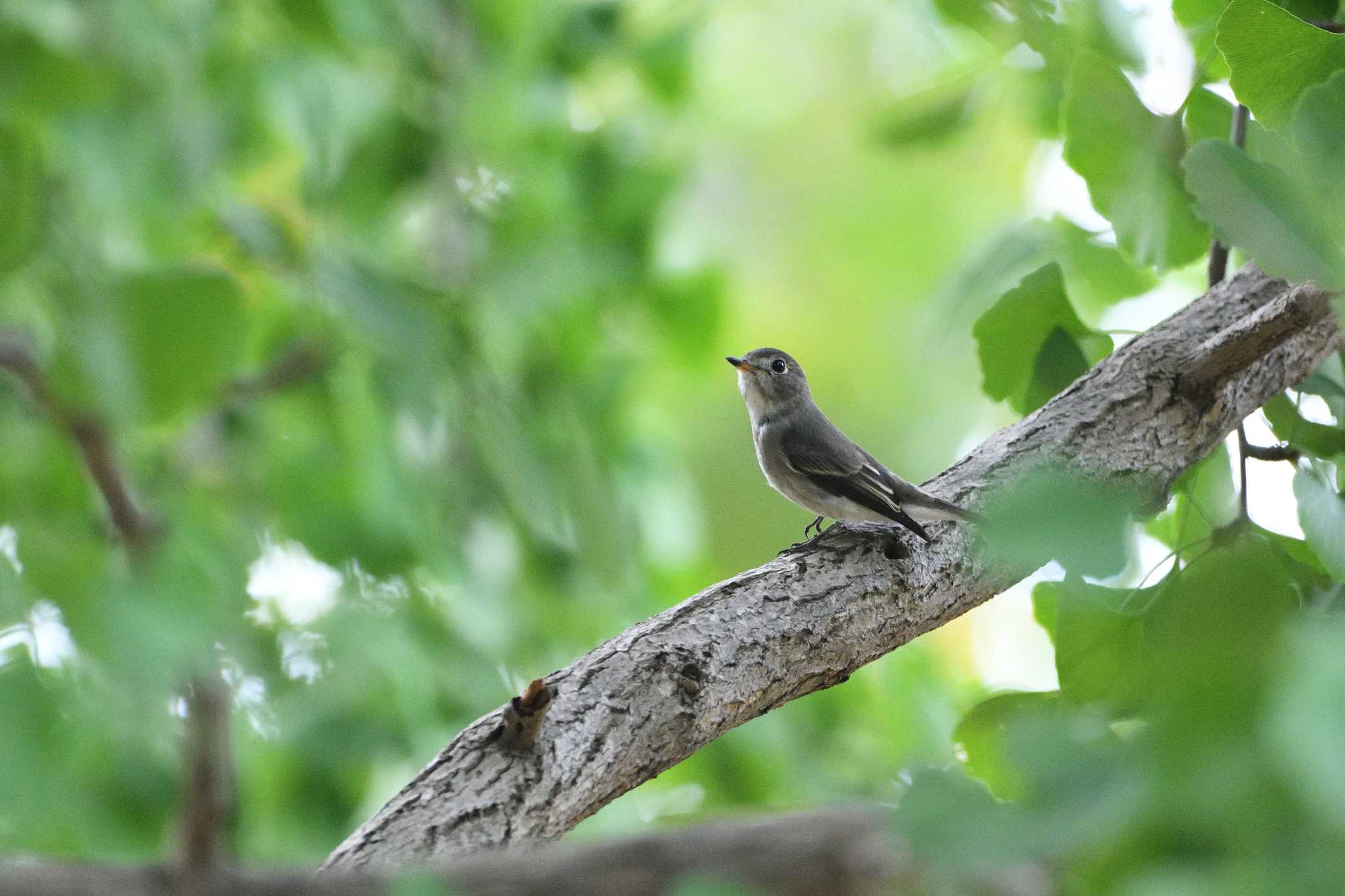 Asian Brown Flycatcher