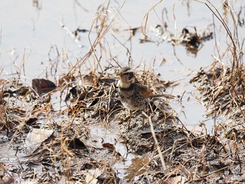 Dusky Thrush Kasai Rinkai Park Sun, 3/5/2017