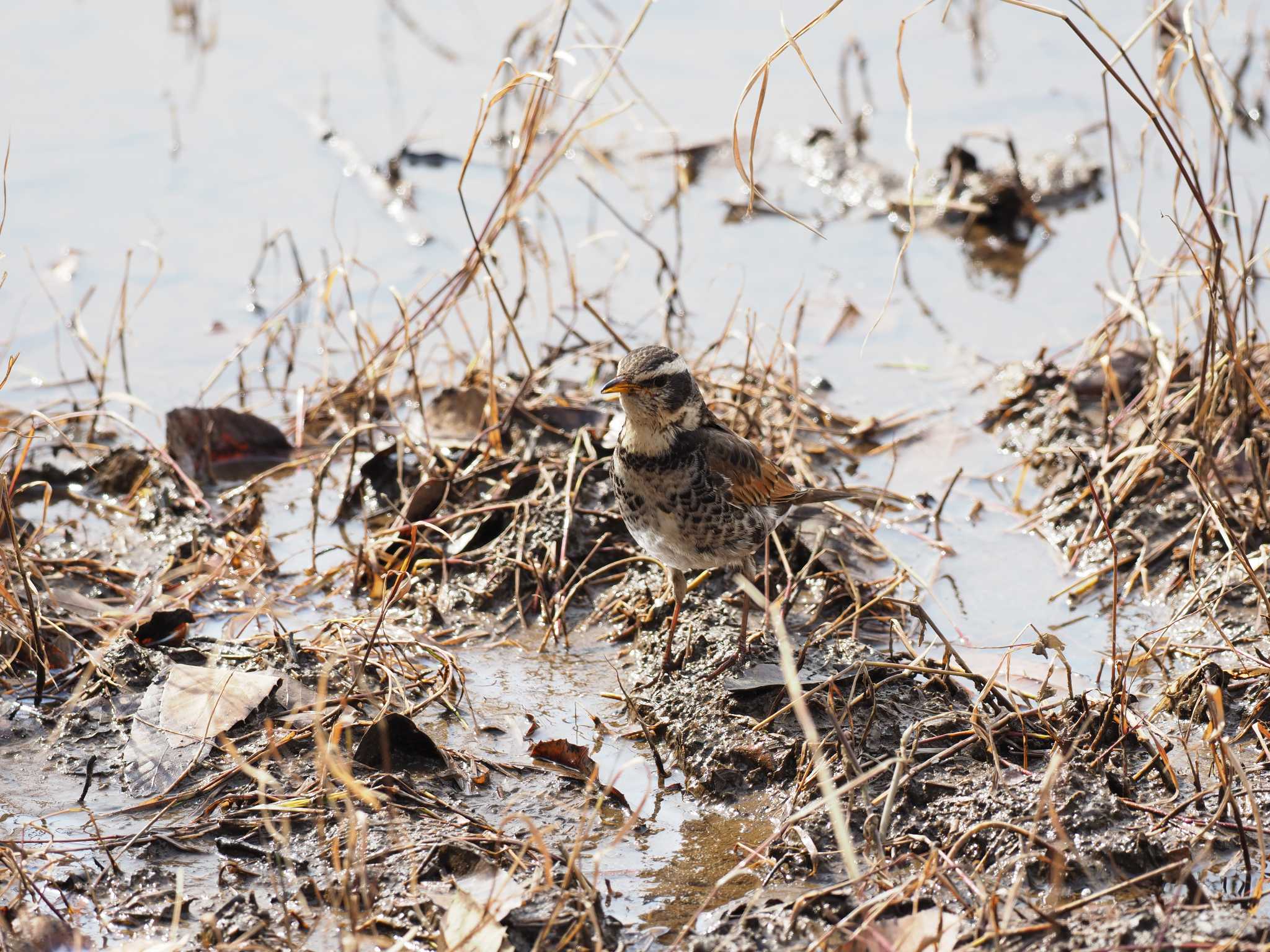 Photo of Dusky Thrush at Kasai Rinkai Park by ぴっぴ