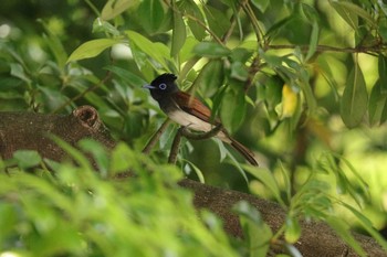 サンコウチョウ 庄内緑地公園 2021年5月9日(日)