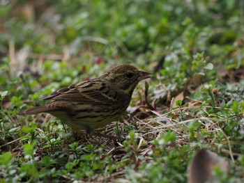 Masked Bunting Kasai Rinkai Park Sun, 3/5/2017