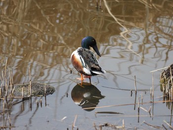 Northern Shoveler Kasai Rinkai Park Sun, 3/5/2017