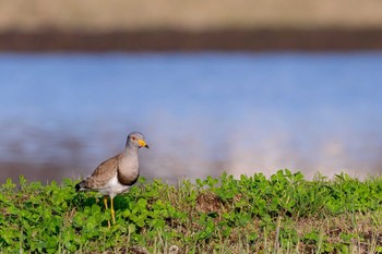 Grey-headed Lapwing 広島県 三次市 Wed, 5/5/2021