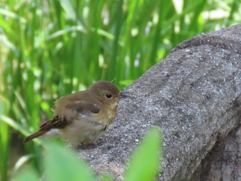 2021年5月9日(日) 鶴舞公園(名古屋)の野鳥観察記録