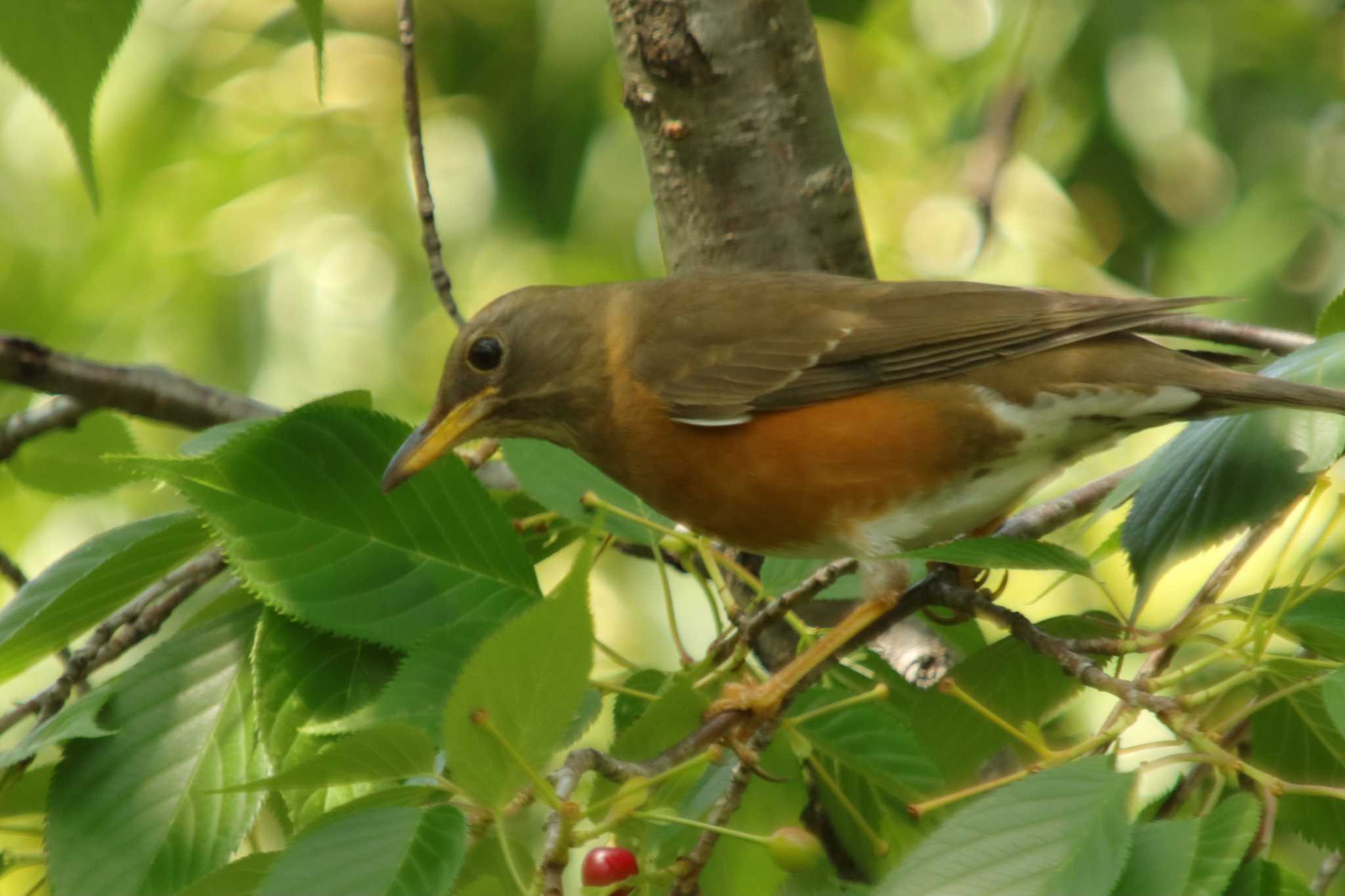 Photo of Brown-headed Thrush at Osaka castle park by 蕾@sourai0443