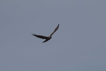 Eastern Buzzard Kasai Rinkai Park Sun, 3/5/2017