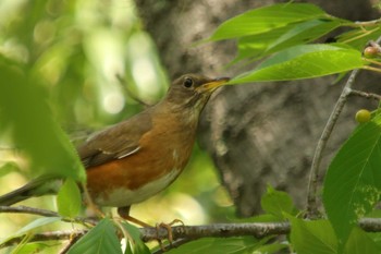 Brown-headed Thrush Osaka castle park Sun, 5/9/2021