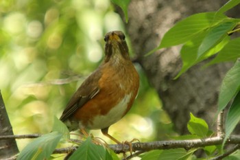 Brown-headed Thrush Osaka castle park Sun, 5/9/2021