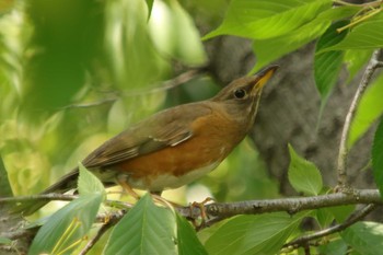 Brown-headed Thrush Osaka castle park Sun, 5/9/2021