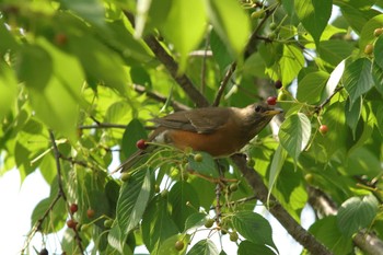 Brown-headed Thrush Osaka castle park Sun, 5/9/2021