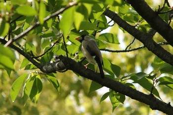 Japanese Grosbeak Osaka castle park Sun, 5/9/2021