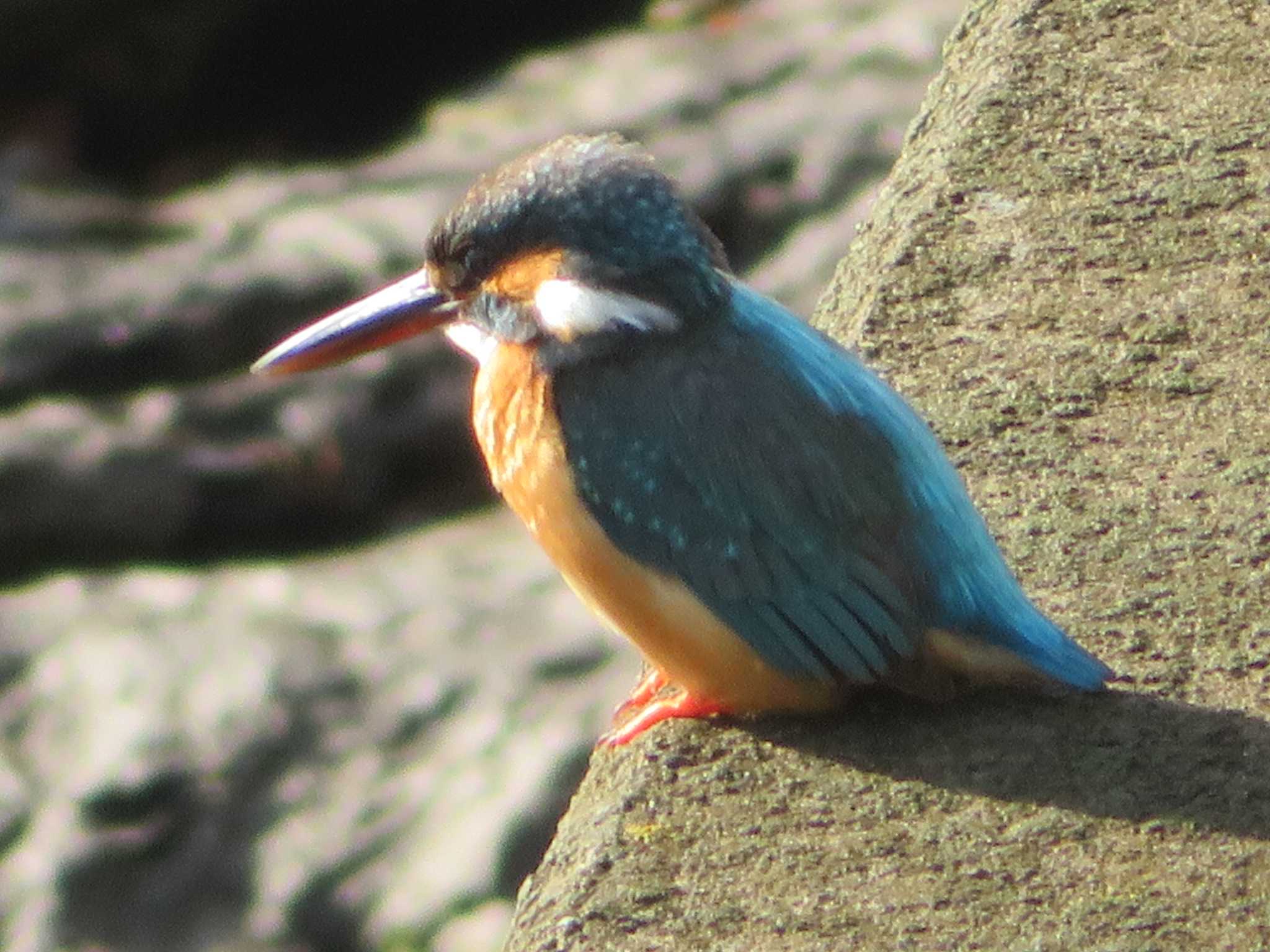 Common Kingfisher