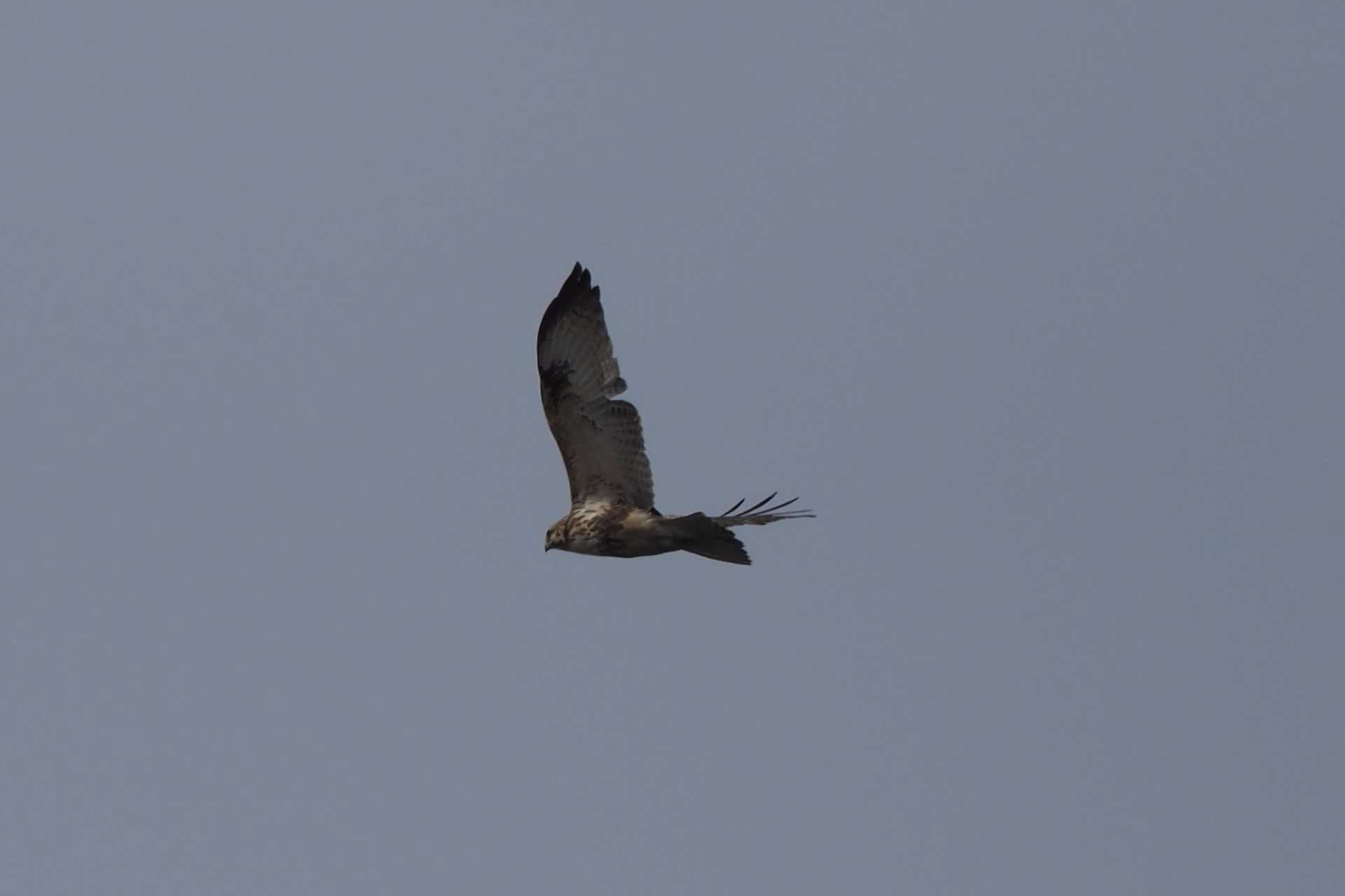 Photo of Eastern Buzzard at Kasai Rinkai Park by ぴっぴ