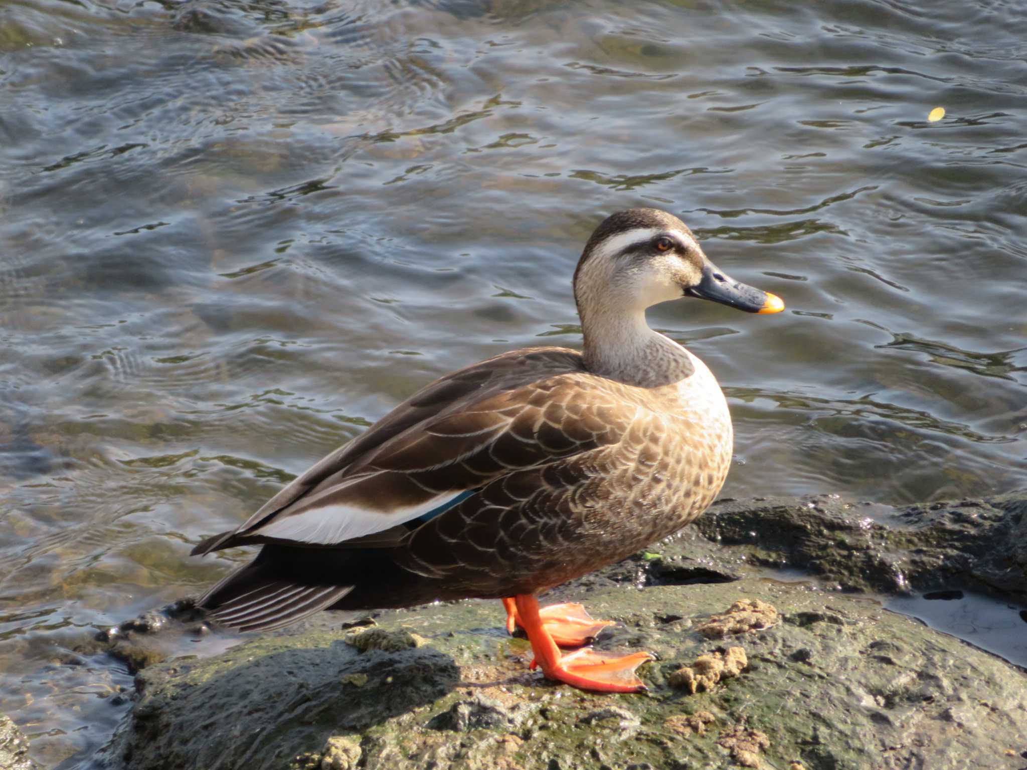 Photo of Eastern Spot-billed Duck at 神奈川県 by もー