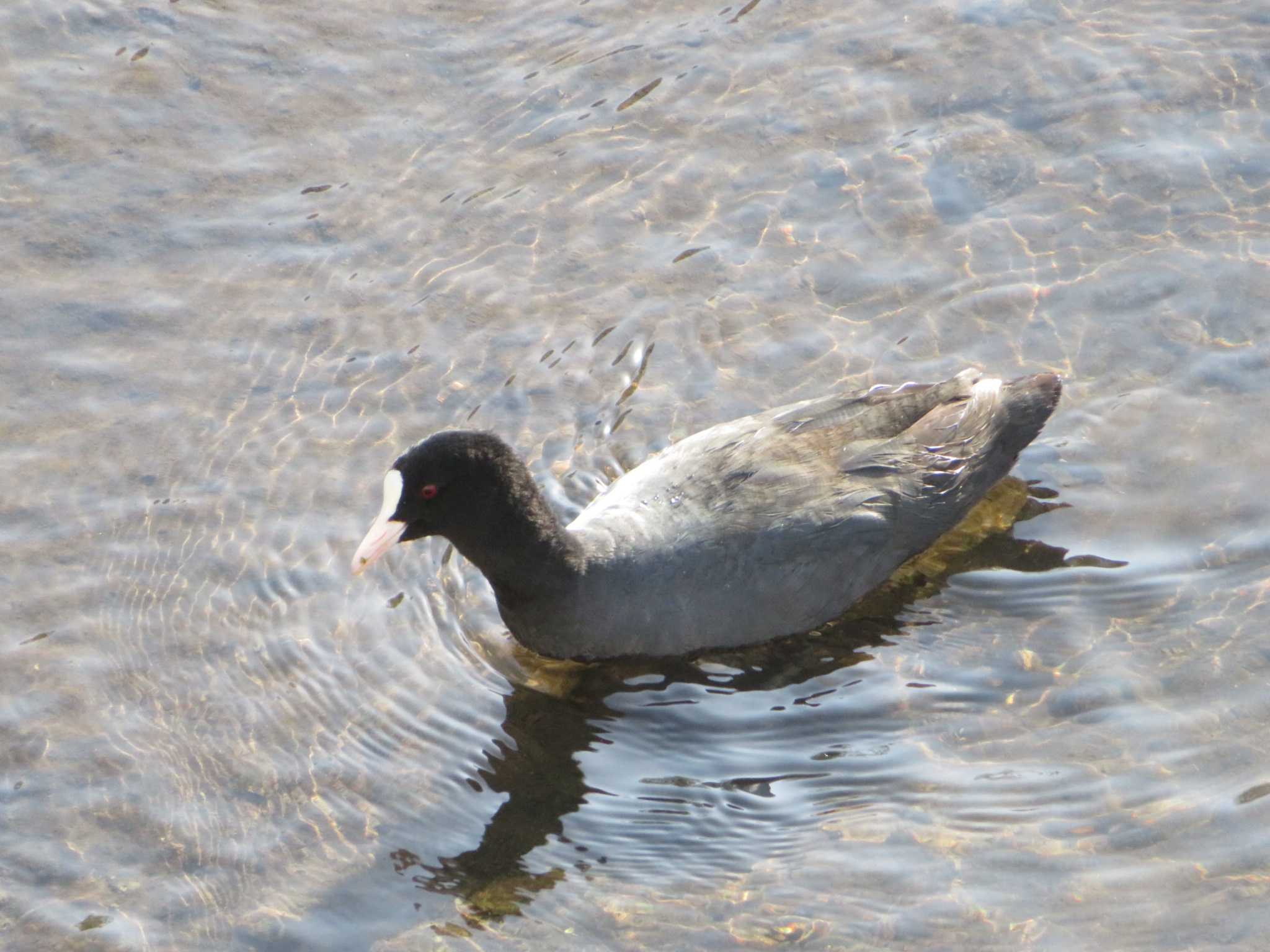 Photo of Eurasian Coot at 神奈川県 by もー