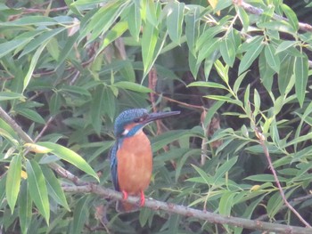 Common Kingfisher 神奈川県 Sat, 5/8/2021