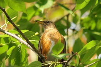 Brown-headed Thrush Osaka castle park Sun, 5/9/2021