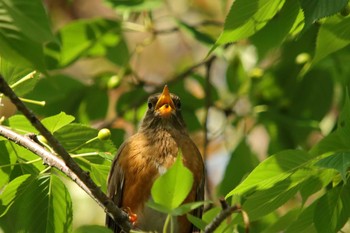 Brown-headed Thrush Osaka castle park Sun, 5/9/2021