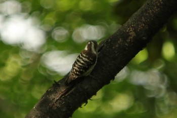 Japanese Pygmy Woodpecker Osaka castle park Sun, 5/9/2021