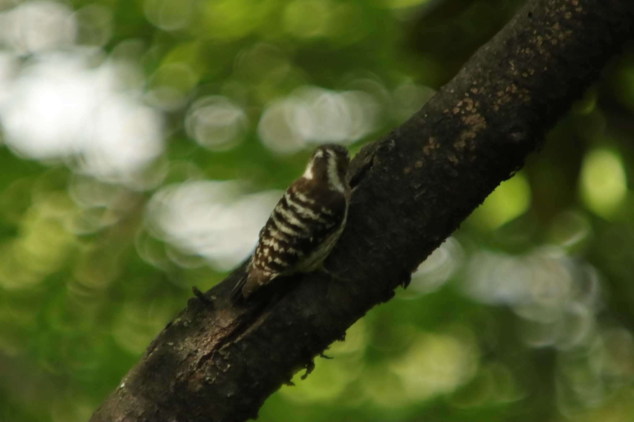 Photo of Japanese Pygmy Woodpecker at Osaka castle park by 蕾@sourai0443