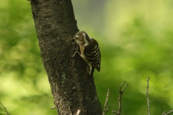 Japanese Pygmy Woodpecker Osaka castle park Sun, 5/9/2021