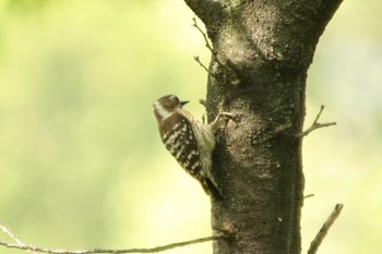 Japanese Pygmy Woodpecker Osaka castle park Sun, 5/9/2021