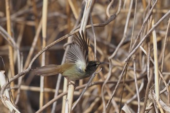 ウグイス 葛西臨海公園 2017年3月5日(日)