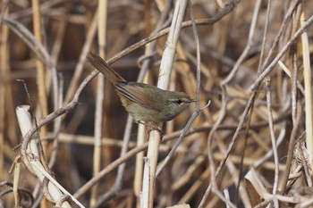 ウグイス 葛西臨海公園 2017年3月5日(日)