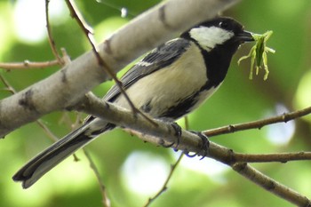 2021年5月9日(日) 芝川第一調節池(芝川貯水池)の野鳥観察記録