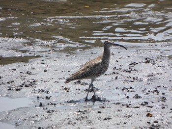 Eurasian Whimbrel 大井ふ頭中央海浜公園(なぎさの森) Sun, 5/9/2021