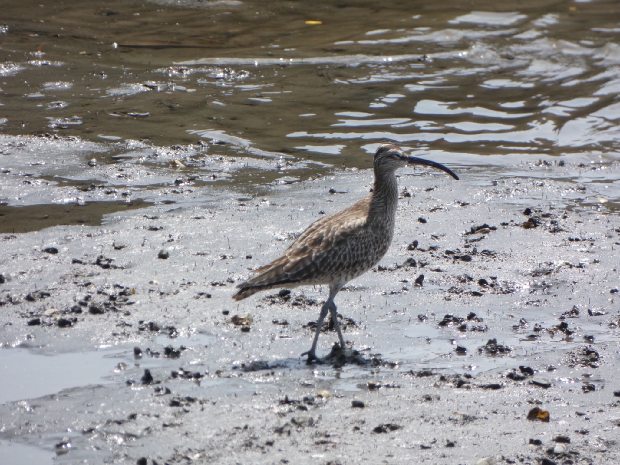 大井ふ頭中央海浜公園(なぎさの森) チュウシャクシギの写真 by shu118