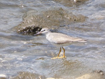 Grey-tailed Tattler 大井ふ頭中央海浜公園(なぎさの森) Sun, 5/9/2021