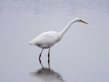 2017年1月8日(日) 宮城県仙台市・赤沼の野鳥観察記録