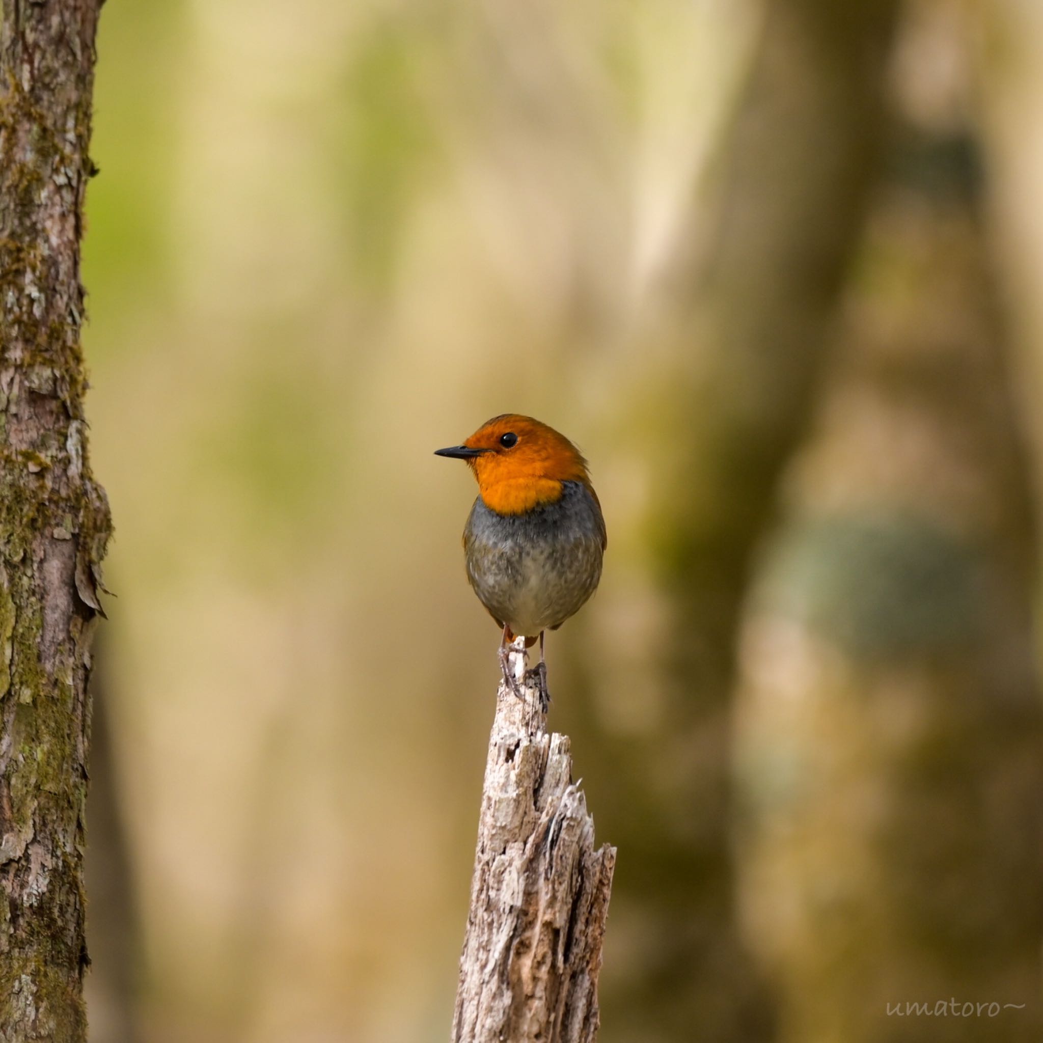 Photo of Japanese Robin at 井戸湿原 by umtr 