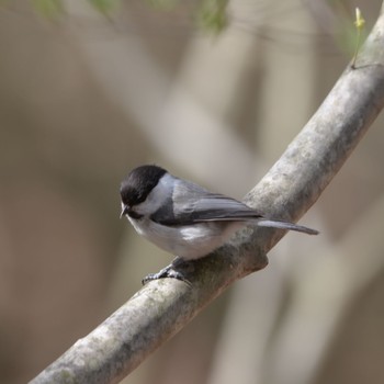 Willow Tit 井戸湿原 Sun, 5/9/2021