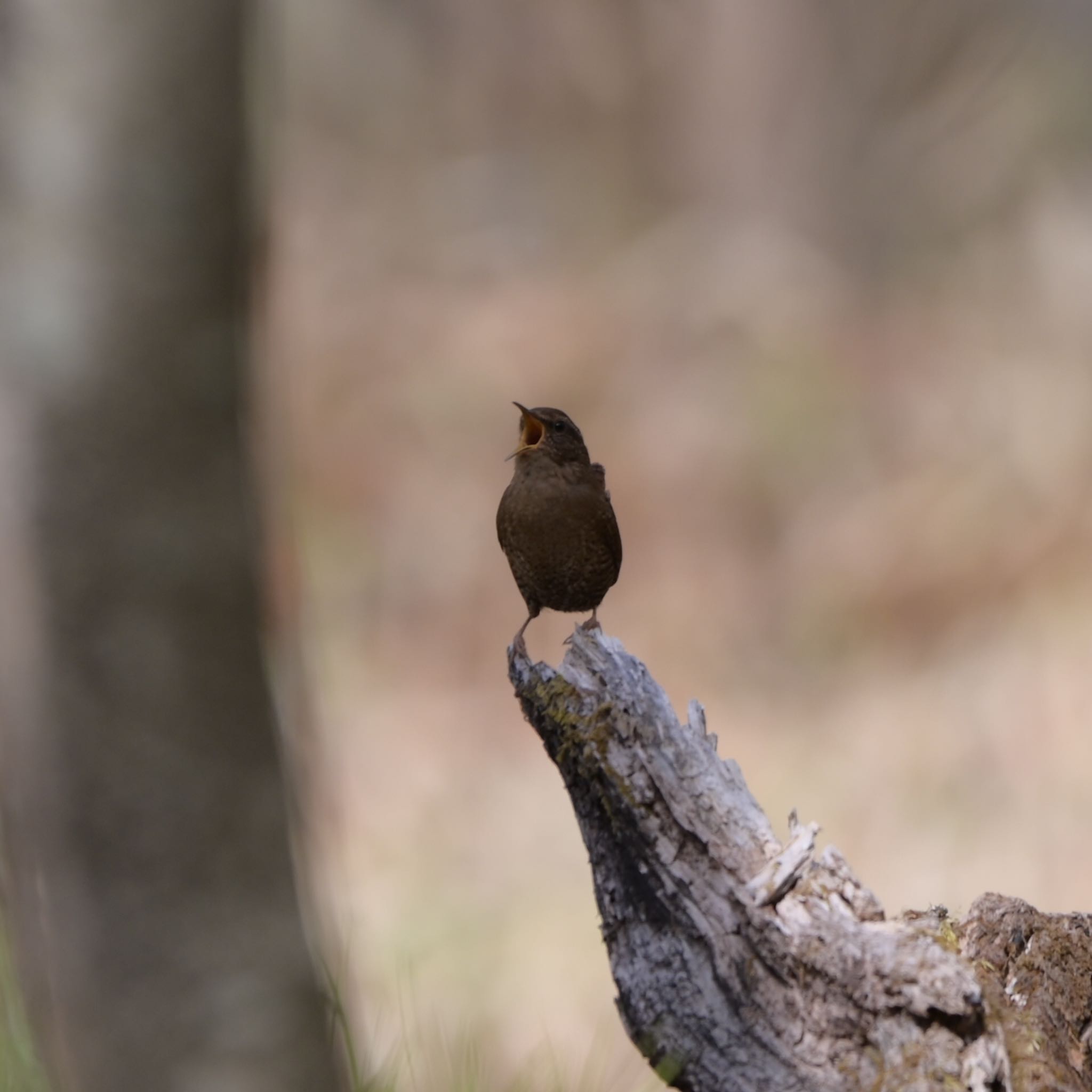 Photo of Eurasian Wren at 井戸湿原 by umtr 