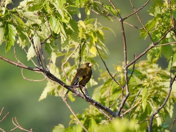 カワラヒワ 蒲刈 2021年5月3日(月)